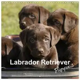 CALVENDO / Faber |  Labrador Retriever Puppies (Wall Calendar 2026 12 × 12 Inch) CALVENDO 12 Month Wall Calendar | Sonstiges |  Sack Fachmedien