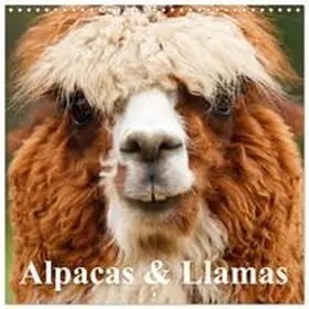 Stanzer / CALVENDO |  Alpacas & Llamas (Wall Calendar 2026 12 × 12 Inch) CALVENDO 12 Month Wall Calendar | Sonstiges |  Sack Fachmedien