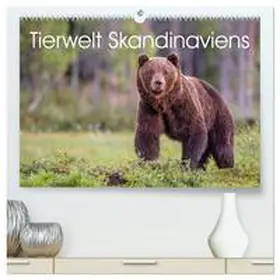 Oberholzer / CALVENDO |  Tierwelt Skandinaviens (hochwertiger Premium Wandkalender 2026 DIN A2 quer), Kunstdruck in Hochglanz | Sonstiges |  Sack Fachmedien