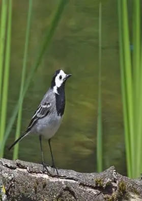 Aanrud / Clancy |  Kroppzeug | Buch |  Sack Fachmedien