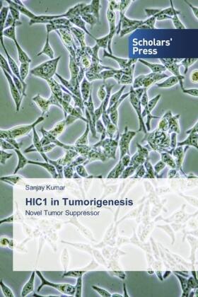 Kumar |  HIC1 in Tumorigenesis | Buch |  Sack Fachmedien