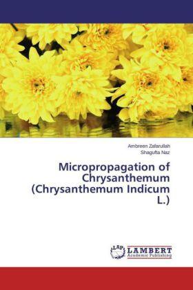 Zafarullah / Naz |  Micropropagation of Chrysanthemum (Chrysanthemum Indicum L.) | Buch |  Sack Fachmedien