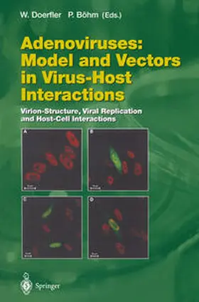Doerfler / Böhm | Adenoviruses: Model and Vectors in Virus-Host Interactions | E-Book | sack.de