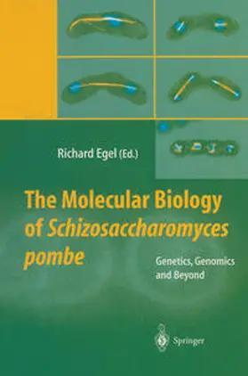 Egel | The Molecular Biology of Schizosaccharomyces pombe | E-Book | sack.de
