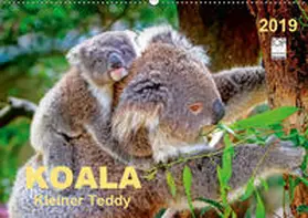 Roder |  Koala - kleiner Teddy (Wandkalender 2019 DIN A2 quer) | Sonstiges |  Sack Fachmedien