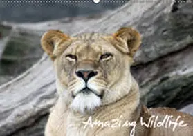 Hebbel-Seeger |  Amazing Wildlife (Wandkalender 2019 DIN A2 quer) | Sonstiges |  Sack Fachmedien