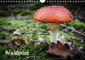 Schwind |  Waldpilze (Wandkalender 2019 DIN A4 quer) | Sonstiges |  Sack Fachmedien