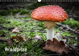Schwind |  Waldpilze (Wandkalender 2019 DIN A3 quer) | Sonstiges |  Sack Fachmedien