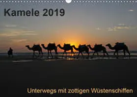 Weber |  Kamele 2019 - Unterwegs mit zottigen WüstenschiffenCH-Version  (Wandkalender 2019 DIN A3 quer) | Sonstiges |  Sack Fachmedien