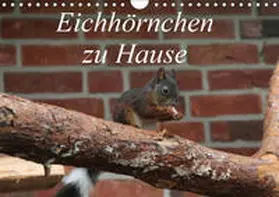 Peitz | Eichhörnchen zu Hause (Wandkalender 2019 DIN A4 quer) | Sonstiges | 978-3-669-66659-6 | www2.sack.de