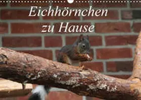 Peitz | Eichhörnchen zu Hause (Wandkalender 2019 DIN A3 quer) | Sonstiges | 978-3-669-66660-2 | www2.sack.de