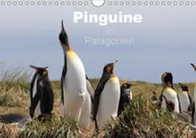 Köhler |  Pinguine in Patagonien (Wandkalender 2019 DIN A4 quer) | Sonstiges |  Sack Fachmedien