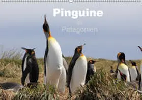Köhler |  Pinguine in Patagonien (Wandkalender 2019 DIN A2 quer) | Sonstiges |  Sack Fachmedien
