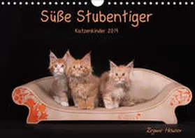 Heuser |  Süße Stubentiger - Katzenkinder (Wandkalender 2019 DIN A4 quer) | Sonstiges |  Sack Fachmedien