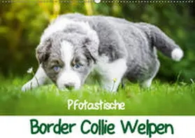 Mayer |  Pfotastische Border Collie Welpen (Wandkalender 2019 DIN A2 quer) | Sonstiges |  Sack Fachmedien