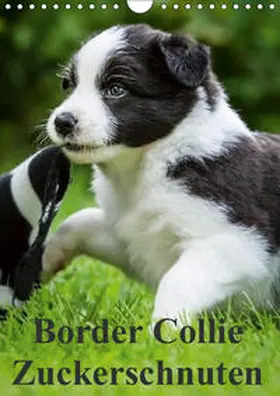 Mayer |  Border Collie Zuckerschnuten (Wandkalender 2019 DIN A4 hoch) | Sonstiges |  Sack Fachmedien