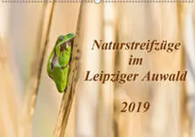 Beyer |  Naturstreifzüge im Leipziger Auwald (Wandkalender 2019 DIN A2 quer) | Sonstiges |  Sack Fachmedien