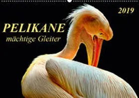 Roder |  Pelikane - mächtige Gleiter (Wandkalender 2019 DIN A2 quer) | Sonstiges |  Sack Fachmedien