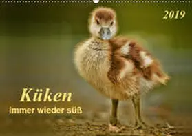 Roder | Küken - immer wieder süß (Wandkalender 2019 DIN A2 quer) | Sonstiges | 978-3-669-81486-7 | sack.de
