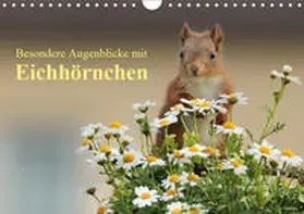 Meier |  Besondere Augenblicke mit Eichhörnchen (Wandkalender 2019 DIN A4 quer) | Sonstiges |  Sack Fachmedien