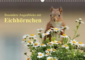Meier |  Besondere Augenblicke mit Eichhörnchen (Wandkalender 2019 DIN A3 quer) | Sonstiges |  Sack Fachmedien