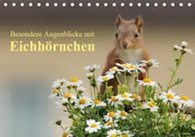 Meier |  Besondere Augenblicke mit Eichhörnchen (Tischkalender 2019 DIN A5 quer) | Sonstiges |  Sack Fachmedien