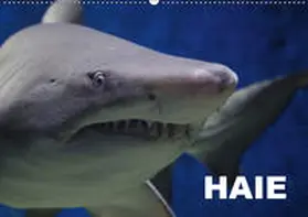 Stanzer | Haie (Wandkalender 2019 DIN A2 quer) | Sonstiges | 978-3-669-91368-3 | www2.sack.de