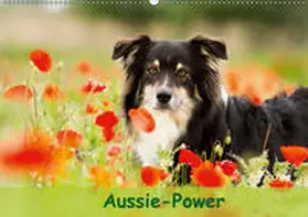 Mayer |  Aussie-Power (Wandkalender 2019 DIN A2 quer) | Sonstiges |  Sack Fachmedien