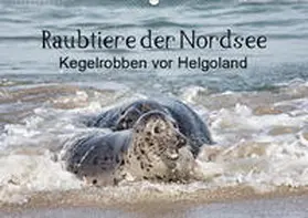 Quentin |  Raubtier der Nordsee - Kegelrobben vor Helgoland (Wandkalender 2019 DIN A2 quer) | Sonstiges |  Sack Fachmedien
