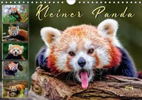 Roder |  Kleiner Panda (Wandkalender 2019 DIN A4 quer) | Sonstiges |  Sack Fachmedien