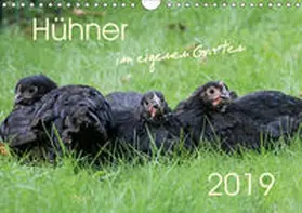 Stephan |  Hühner im eigenen Garten (Wandkalender 2019 DIN A4 quer) | Sonstiges |  Sack Fachmedien