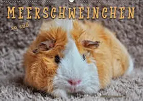 Roder | Meerschweinchen - so süß (Wandkalender 2019 DIN A2 quer) | Sonstiges | 978-3-670-12925-7 | sack.de