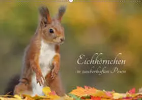 Meier |  Eichhörnchen in zauberhaften Posen (Wandkalender 2019 DIN A2 quer) | Sonstiges |  Sack Fachmedien