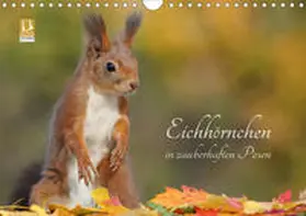 Meier |  Eichhörnchen in zauberhaften Posen (Wandkalender 2020 DIN A4 quer) | Sonstiges |  Sack Fachmedien