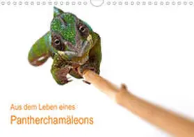 Eppele |  Aus dem Leben eines Pantherchamäleons (Wandkalender 2020 DIN A4 quer) | Sonstiges |  Sack Fachmedien