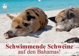 Stanzer |  Schwimmende Schweine auf den Bahamas! (Wandkalender 2020 DIN A2 quer) | Sonstiges |  Sack Fachmedien