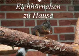 Peitz | Eichhörnchen zu Hause (Wandkalender 2020 DIN A3 quer) | Sonstiges | 978-3-670-53789-2 | www2.sack.de
