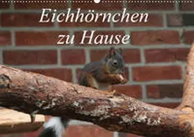 Peitz | Eichhörnchen zu Hause (Wandkalender 2020 DIN A2 quer) | Sonstiges | 978-3-670-53790-8 | www2.sack.de
