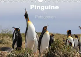 Köhler |  Pinguine in Patagonien (Wandkalender 2020 DIN A4 quer) | Sonstiges |  Sack Fachmedien