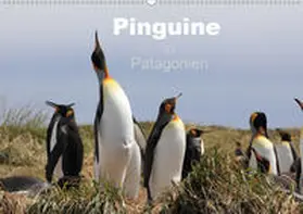 Köhler |  Pinguine in Patagonien (Wandkalender 2020 DIN A2 quer) | Sonstiges |  Sack Fachmedien
