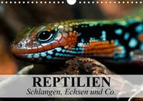 Stanzer |  Reptilien Schlangen, Echsen und Co. (Wandkalender 2020 DIN A4 quer) | Sonstiges |  Sack Fachmedien