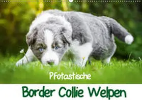 Mayer |  Pfotastische Border Collie Welpen (Wandkalender 2020 DIN A2 quer) | Sonstiges |  Sack Fachmedien