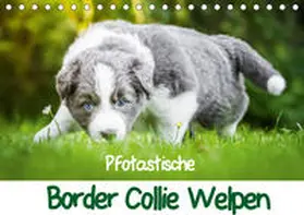 Mayer |  Pfotastische Border Collie Welpen (Tischkalender 2020 DIN A5 quer) | Sonstiges |  Sack Fachmedien