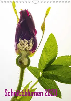 Weber-Gebert |  Schnittblumen 2020 (Wandkalender 2020 DIN A4 hoch) | Sonstiges |  Sack Fachmedien