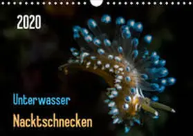 Weber-Gebert |  Unterwasser - Nacktschnecken  2020 (Wandkalender 2020 DIN A4 quer) | Sonstiges |  Sack Fachmedien
