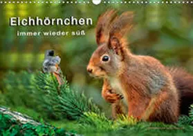 Roder |  Eichhörnchen - immer wieder süß (Wandkalender 2020 DIN A3 quer) | Sonstiges |  Sack Fachmedien