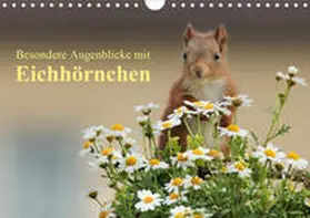 Meier |  Besondere Augenblicke mit Eichhörnchen (Wandkalender 2020 DIN A4 quer) | Sonstiges |  Sack Fachmedien