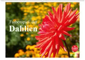 Busch |  Farbenspiel der Dahlien (Wandkalender 2020 DIN A2 quer) | Sonstiges |  Sack Fachmedien