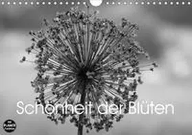 Busch |  Schönheit der Blüten (Wandkalender 2020 DIN A4 quer) | Sonstiges |  Sack Fachmedien