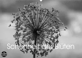 Busch |  Schönheit der Blüten (Wandkalender 2020 DIN A2 quer) | Sonstiges |  Sack Fachmedien
